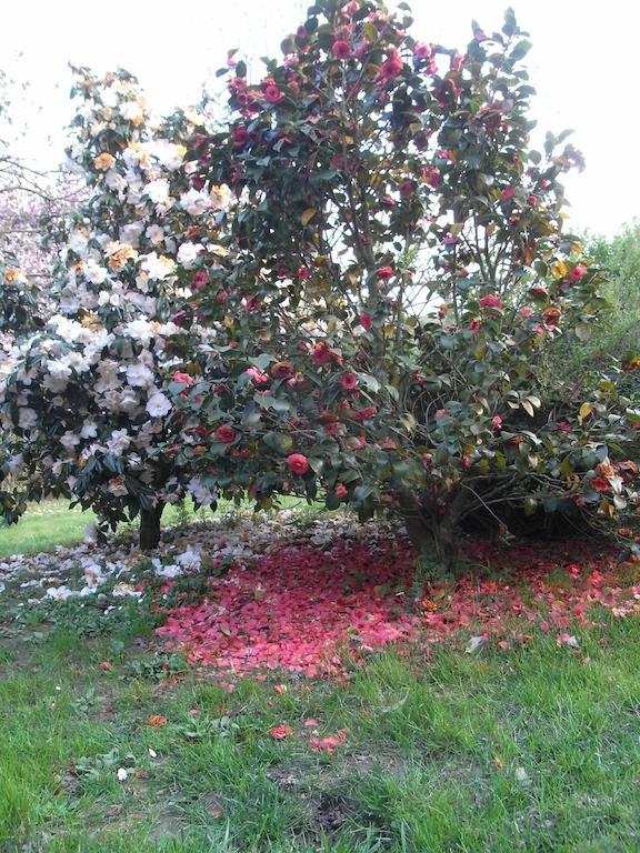 B&B Casa Passito Pavone Canavese Eksteriør bilde
